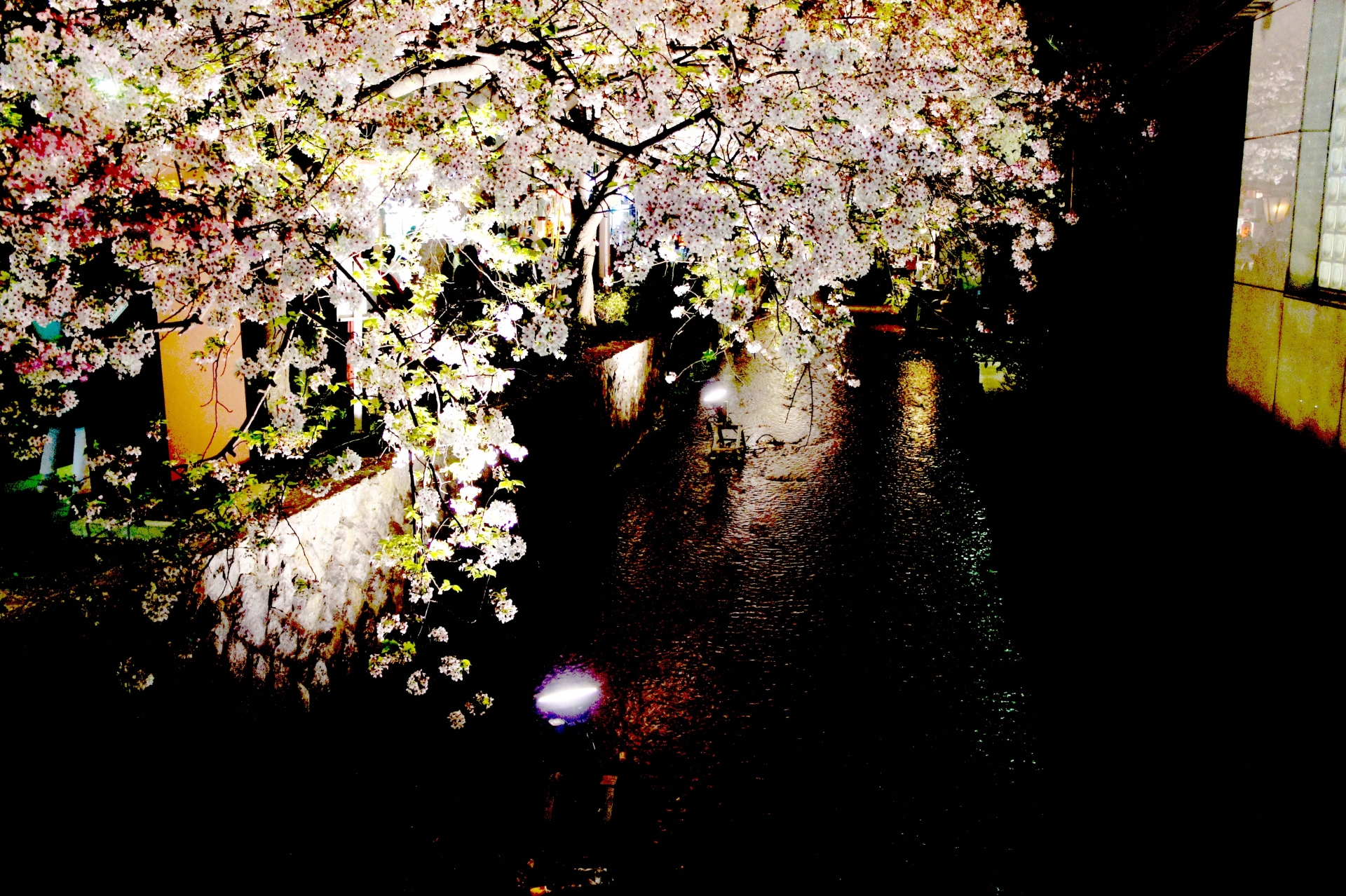 京都4 7 金 フォトさんぽ 夜桜撮影会 サクラの季節は写真の季節 カメラを持って 京都天狼院 近くの 祇園の夜桜 を撮りに行こう 撮った写真をフルhdモニターに映して鑑賞会もできる 初参加大歓迎 天狼院書店