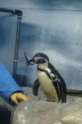 新江ノ島水族館、水槽の向こう側：第３回】フンボルトペンギン〜命を 