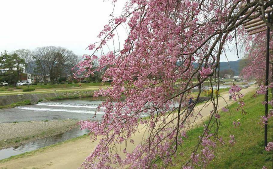「昼は淑女、夜は娼婦」そんな桜に出逢える場所~京都・半木の道~《ふるさとグランプリ》 天狼院書店 「昼は淑女、夜は娼婦」そんな桜に出逢える場所~京都・半木の道~《ふるさとグランプリ》 天狼院書店