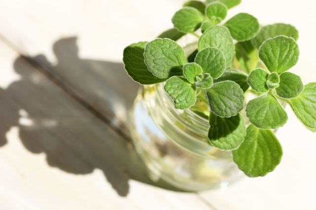 通信 福岡 2 19 日 10 30 観葉植物 選び方 育て方 1day講座 植物インストラクターが解説 写真で植物採集 植物図鑑photo Walk特別版 天狼院書店