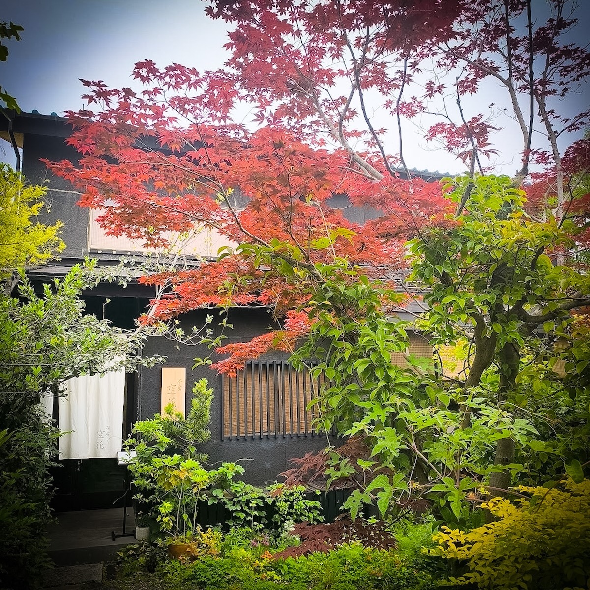 豊かな緑に囲まれたお庭
