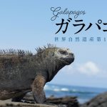 ガラパゴス。世界自然遺産第１号を旅して】第５回 近すぎる野生動物 ...